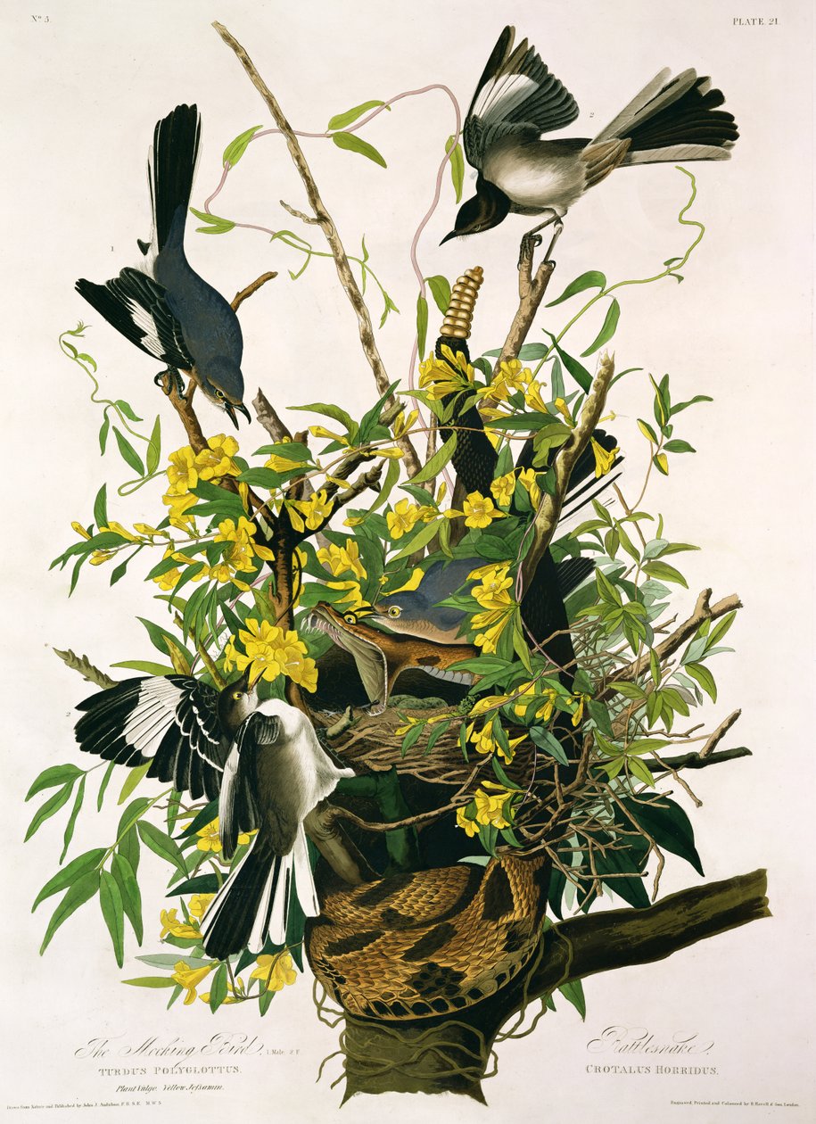 Mocking Birds and Rattlesnake, de &39;Birds of America&39;, gravado por Robert Havell (1793-1878) (ver 195126 para detalhes) de John James Audubon