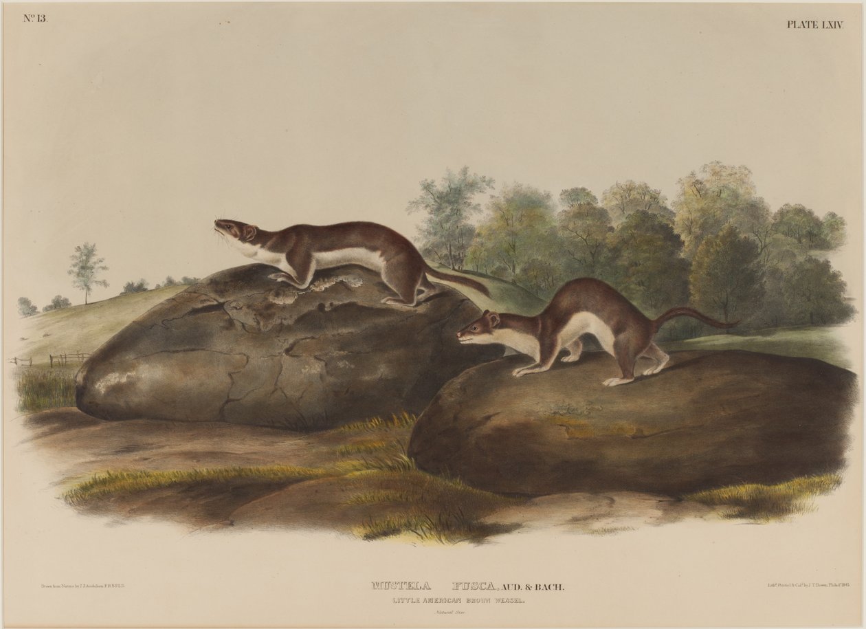 Mustella Fusca de John James Audubon