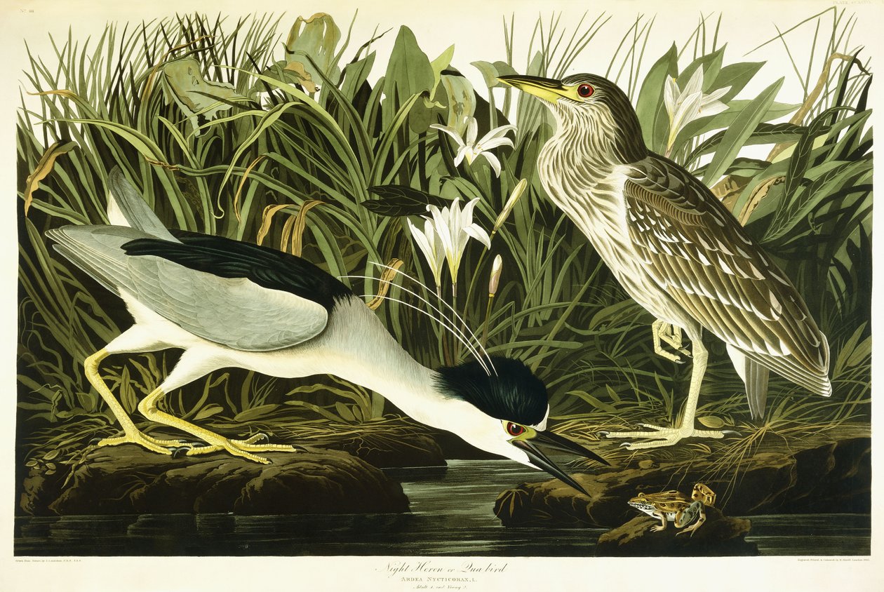 Garça-real ou pássaro de Lua, 1835 de John James Audubon