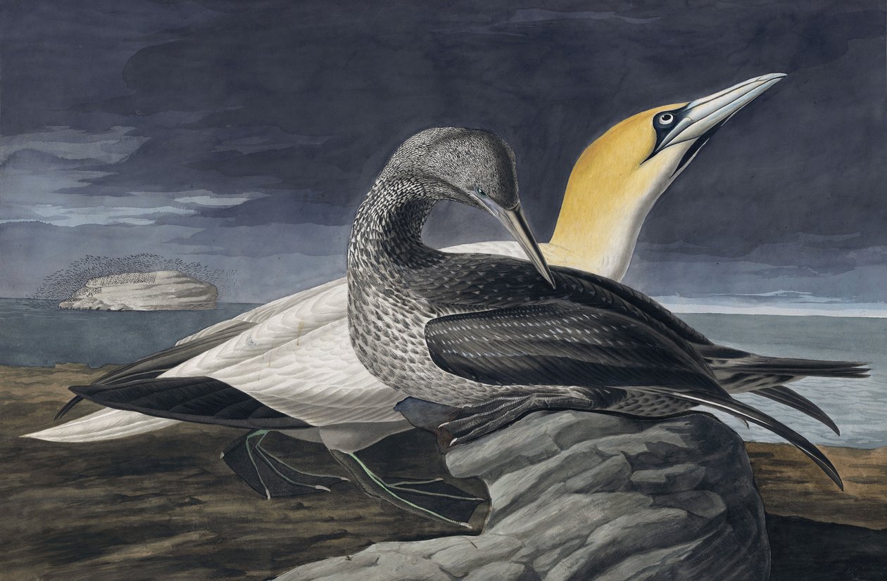 Gannet do norte, Morus Bassanus, de "os pássaros de América" por John J. Audubon, bar. 1827-38 de John James Audubon