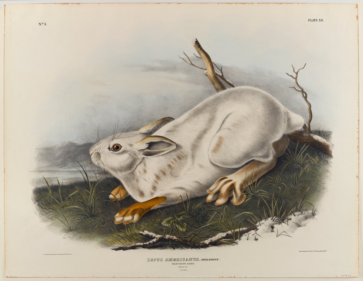 Lebre do Norte (pelagem de inverno) de John James Audubon