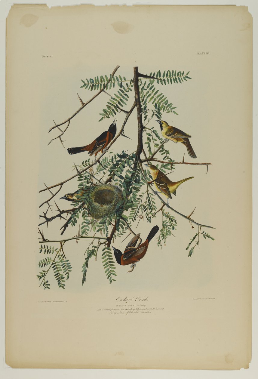 Orchard Oriole, impresso por Julien Bien e publicado por Roe Lockwood & Son, 1861 (cromolitógrafo) de John James Audubon
