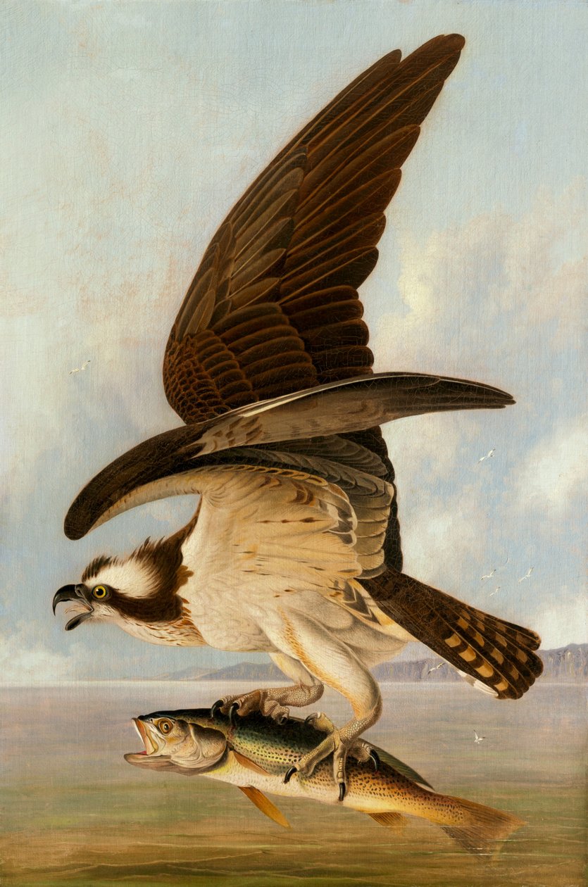 Águia e Peixe Fraco de John James Audubon