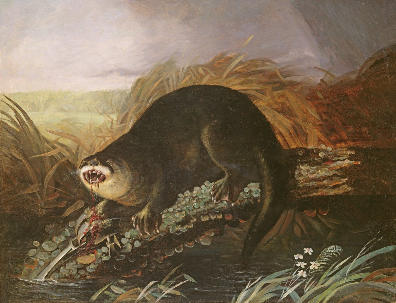 Lontra Preso em uma Armadilha de John James Audubon