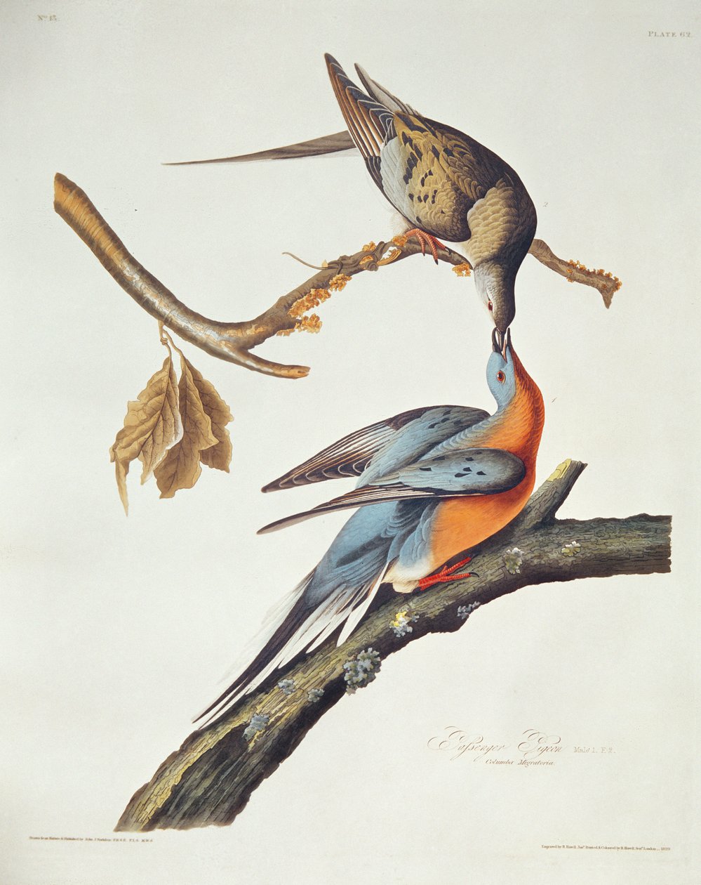 Pombo de passageiros, de &39;Birds of America&39; de John James Audubon