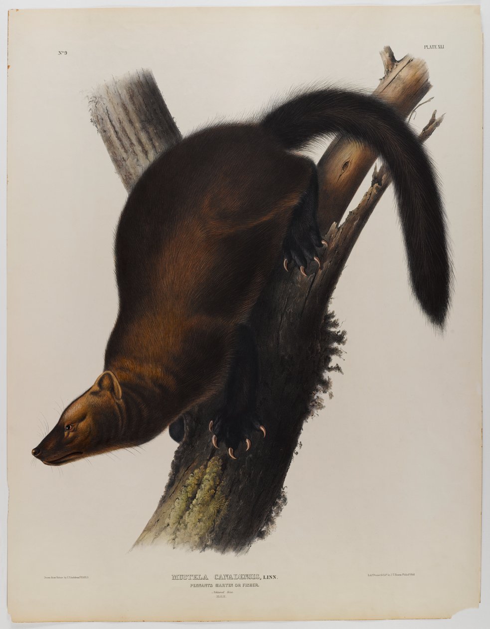 Bandeirolas martin ou fisher de John James Audubon