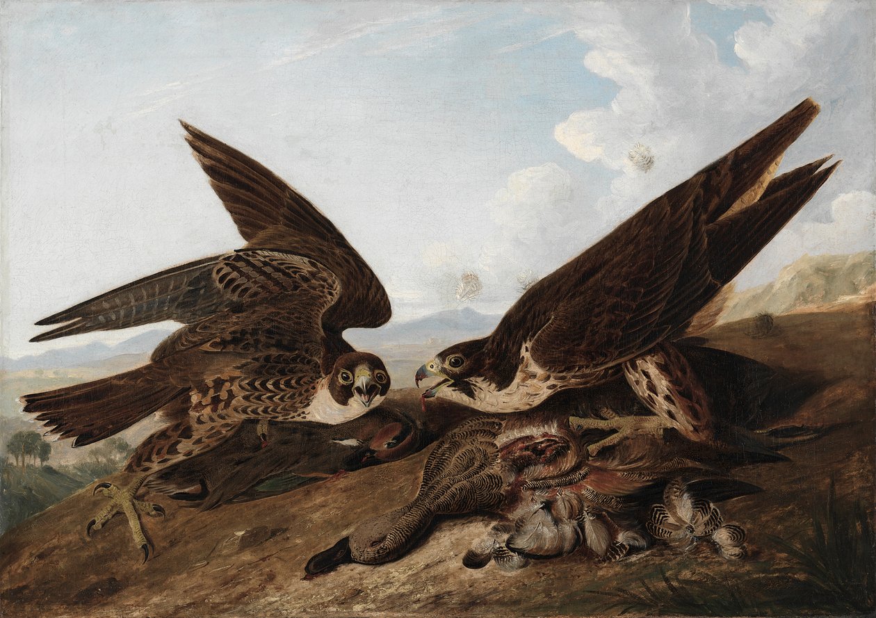 Falcões Peregrinos (Duck Hawks) de John James Audubon