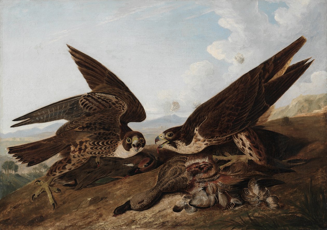 Falcões peregrinos de John James Audubon