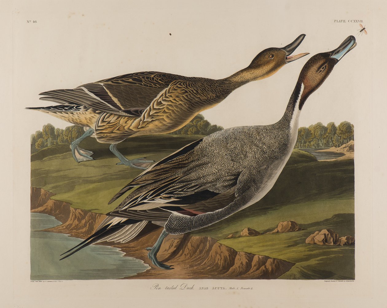 Pato de cauda de alfinete, 1834 (wc no papel) de John James Audubon
