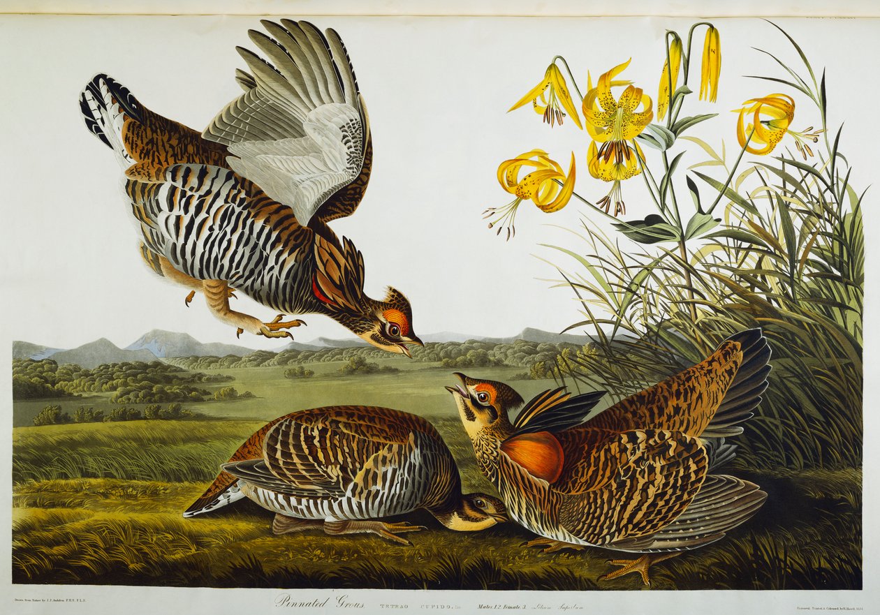 Galo silvestre pinado. Frango da pradaria maior de John James Audubon