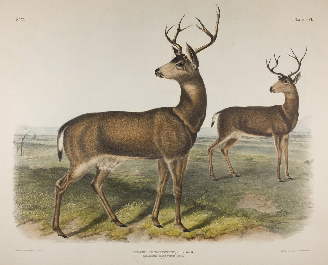 Placa 106. Cervus Richardsonii, Aud & Bach. Veado-de-cauda-preta colombiana, 1848 de John James Audubon