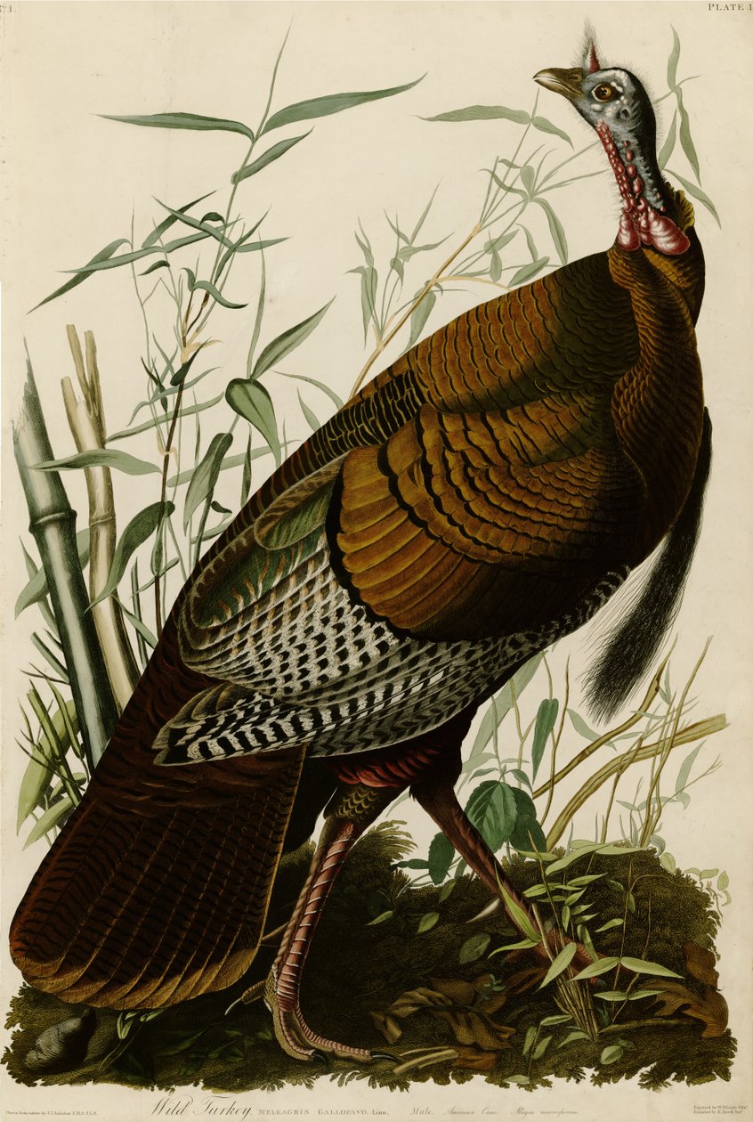 Placa 1 de Birds of America representando Wild Turkey. de John James Audubon