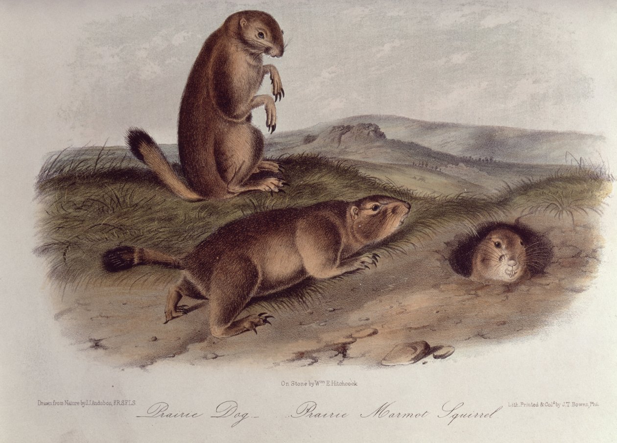 Cão da pradaria de &39;Quadrúpedes da América do Norte&39;, 1842-5, (litografia) de John James Audubon