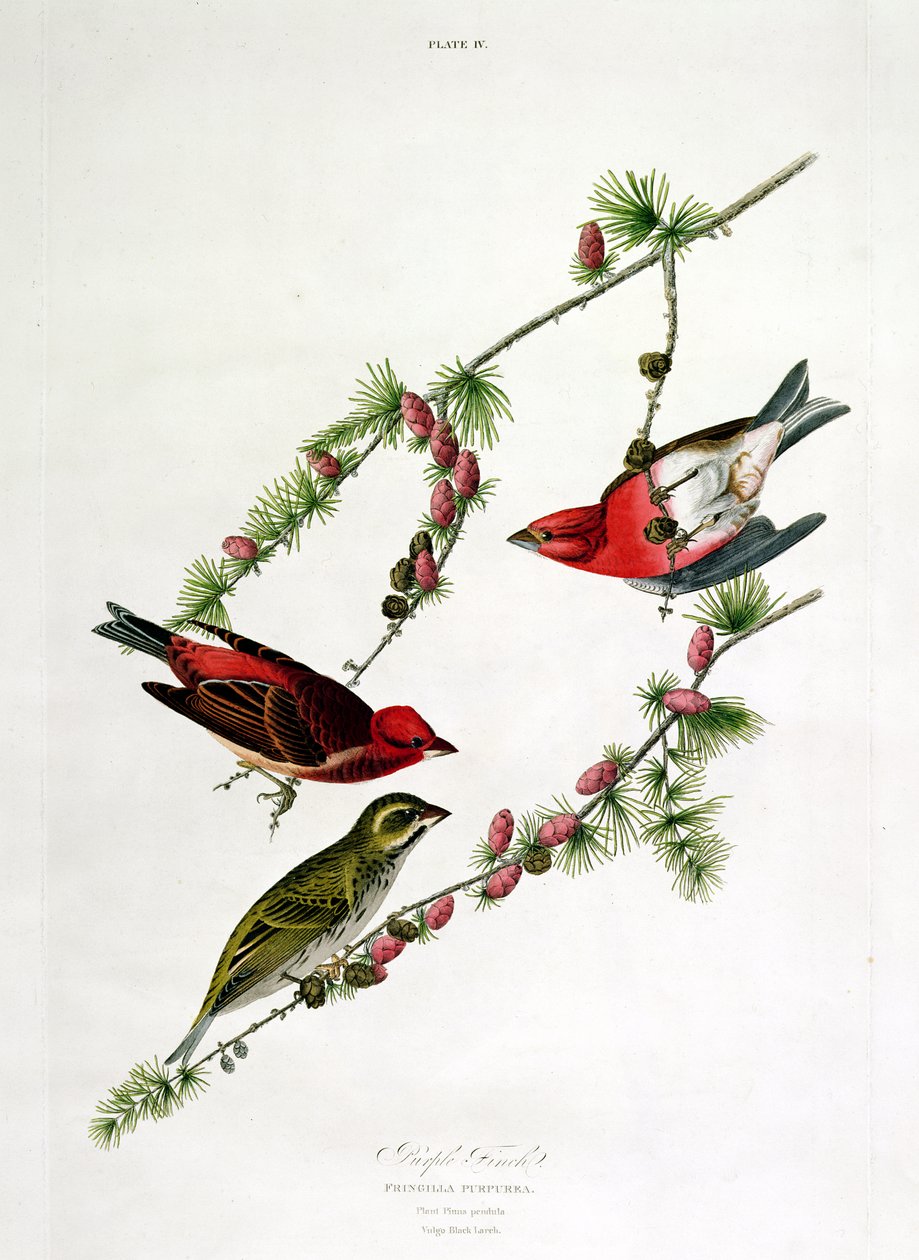 Passarinho roxo, de &39;aves da América&39;, gravado por William Home (1788-1859) de John James Audubon