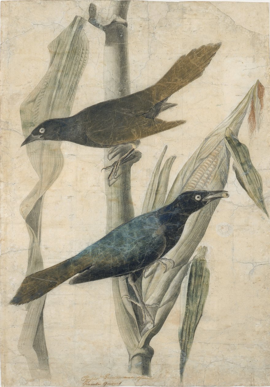 Purple Grackle, início do século XIX. de John James Audubon