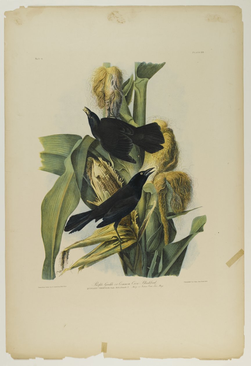 Grackle roxo ou melro comum do corvo, impresso por Julien Bien e publicado por Roe Lockwood & Son, 1861 (chromolithograph) de John James Audubon