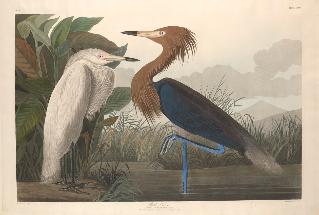 Garça-real roxa, 1835 de John James Audubon