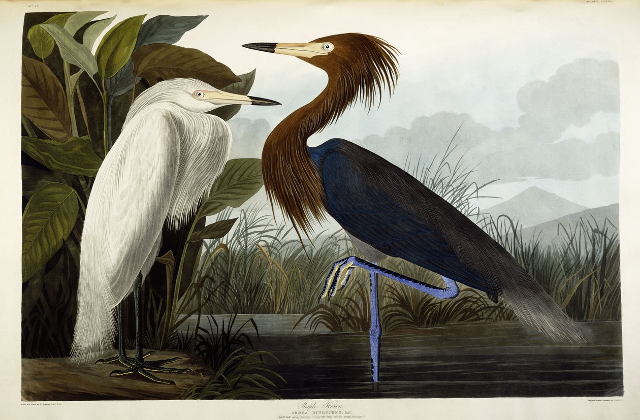 Garça-real roxa, c.1835 de John James Audubon