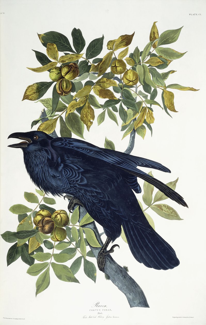 Raven, de John James Audubon