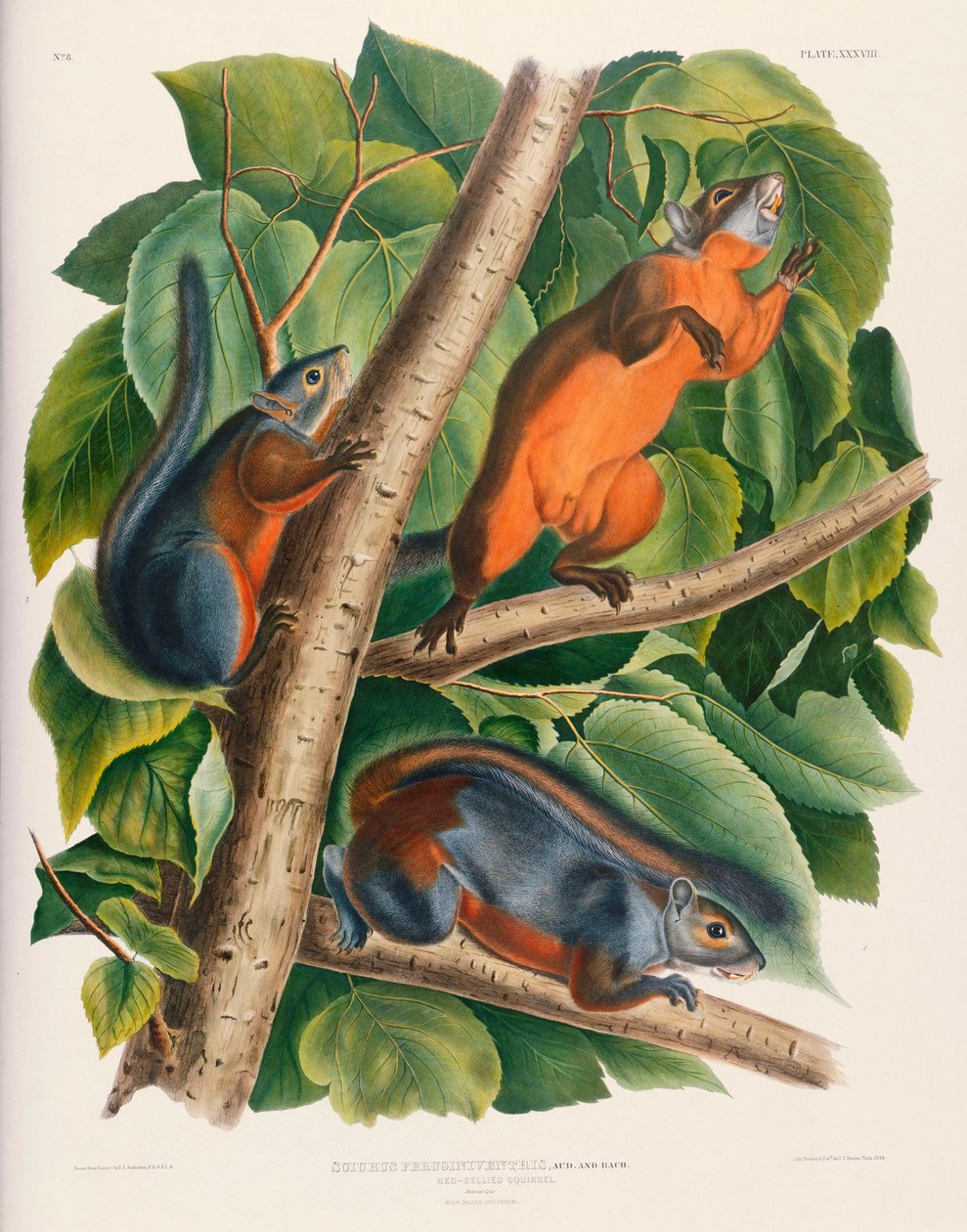 Esquilo de barriga vermelha de John James Audubon