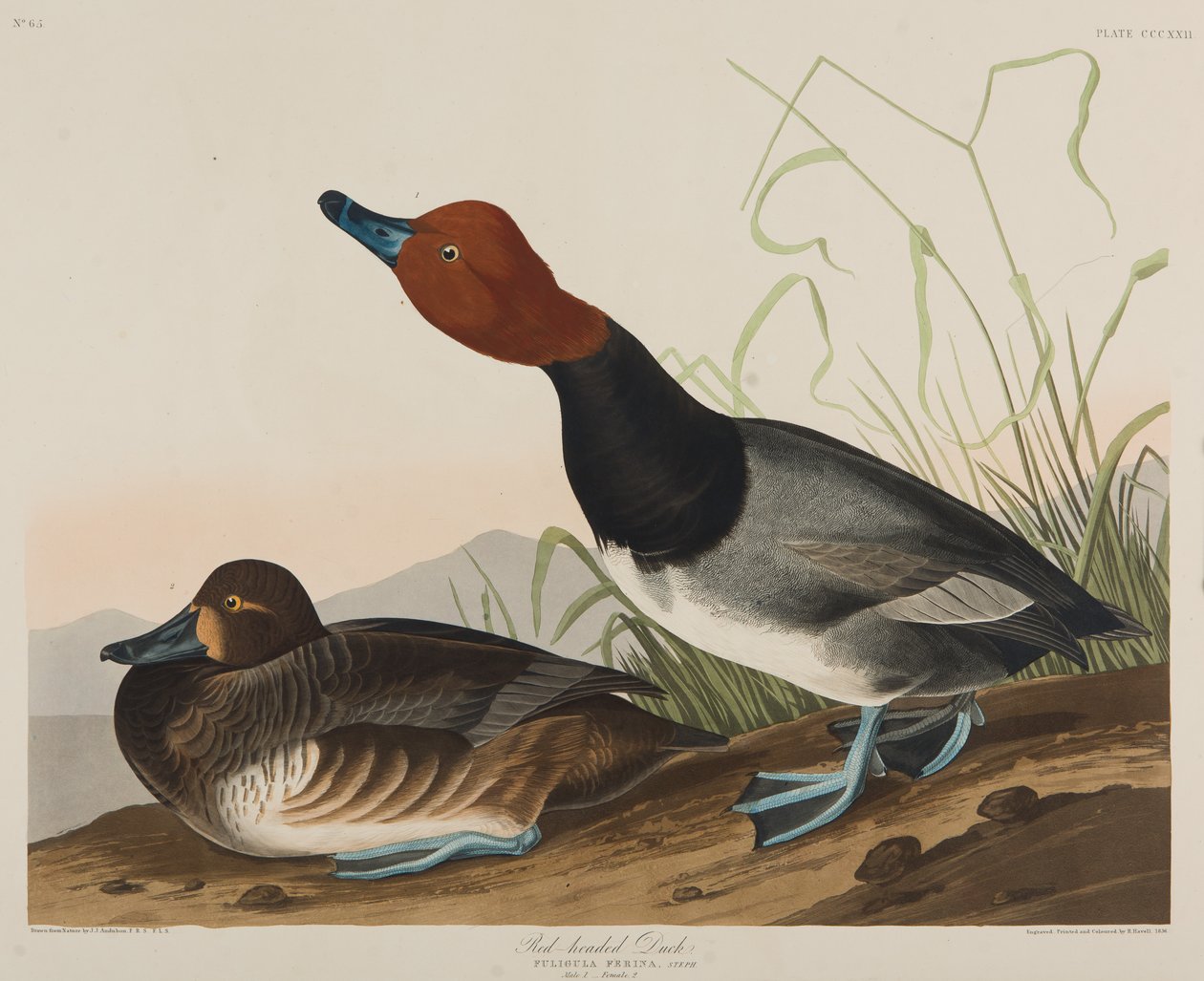 Pato Vermelho-dirigido, 1836 (wc no papel) de John James Audubon