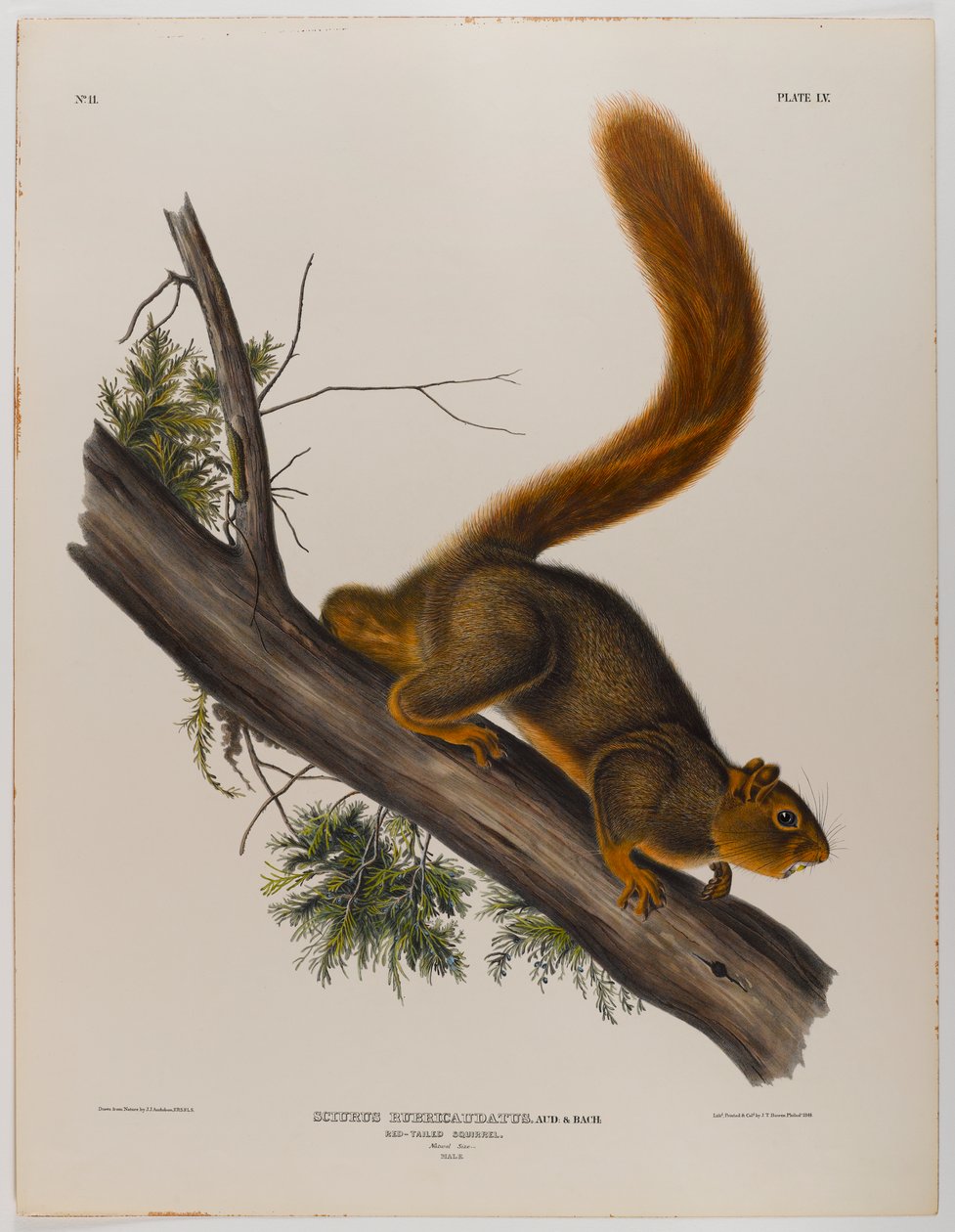 Esquilo-de-cauda-vermelha de John James Audubon