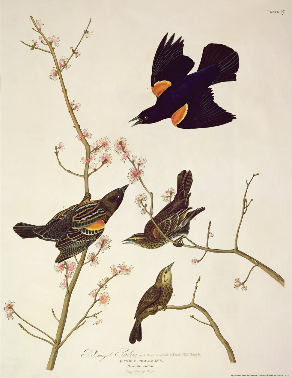 Estorninho-de-asa-vermelha, de &39;Birds of America&39;, gravado por Robert Havell (1793-1878) publicado em 1820 de John James Audubon