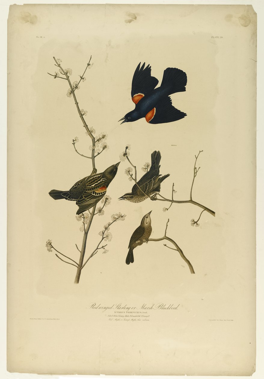 Estorninho-de-asa-vermelha ou Marsh Blackbird, impresso por Julien Bien e publicado por Roe Lockwood & Son, 1861 (cromolitógrafo) de John James Audubon