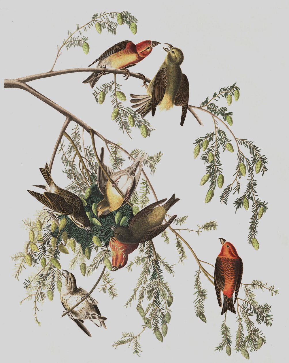 Red Crossbill, Loxia Curvirostra, de "The Birds of America" por John J. Audubon, pub. 1827-38 de John James Audubon