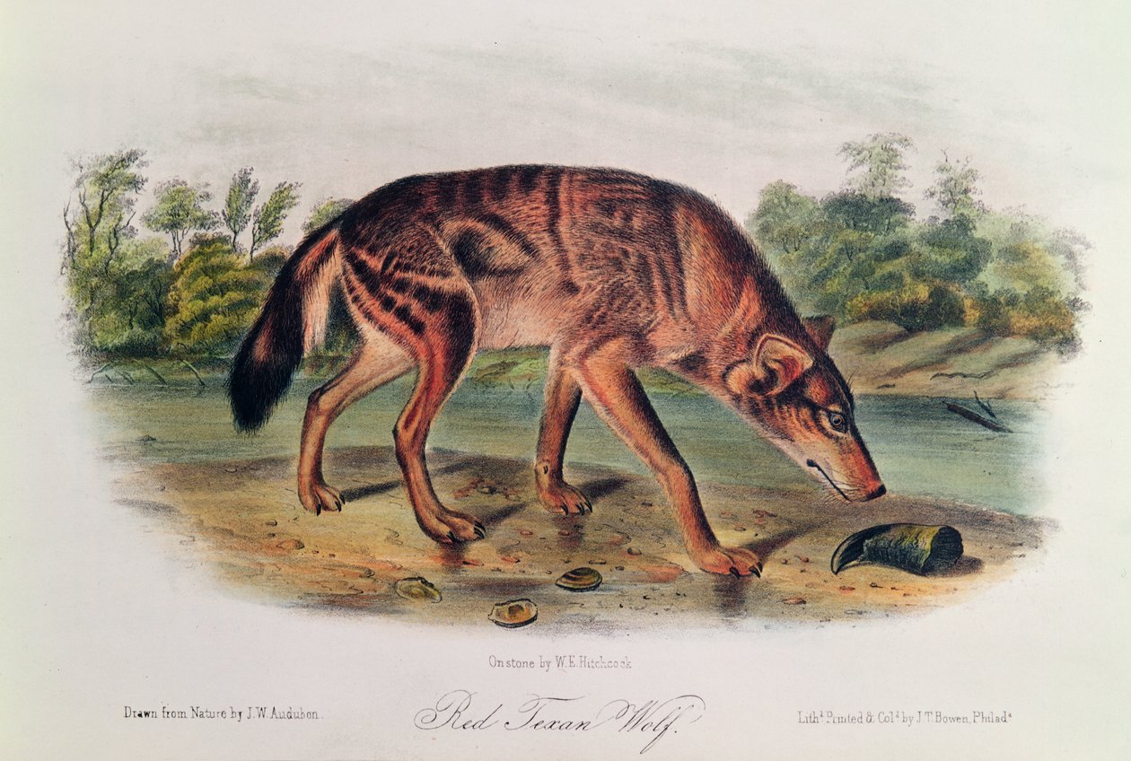 Lobo Vermelho de &39;Quadrúpedes da América do Norte&39;, 1842-45 (litografia colorida à mão) de John James Audubon