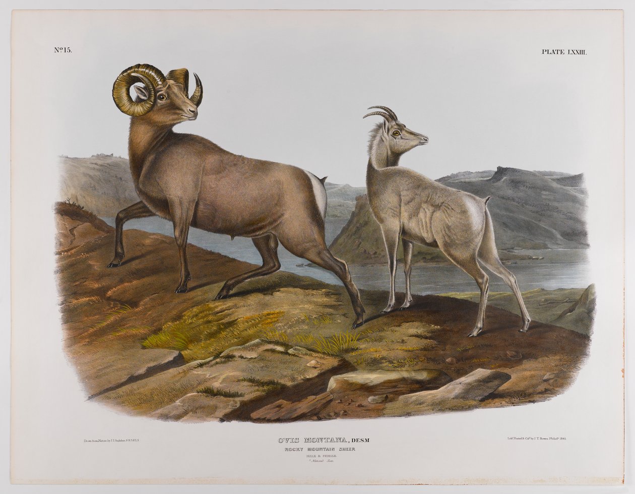 Ovelhas da montanha rochosa, 1845 de John James Audubon