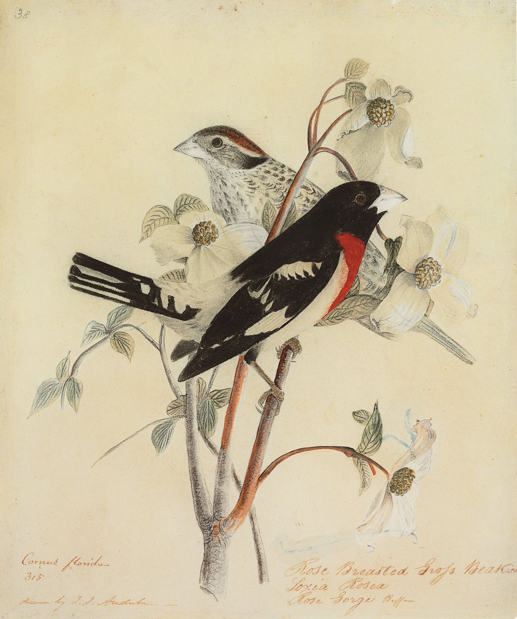 Grosbeak de peito rosado, 1938 de John James Audubon