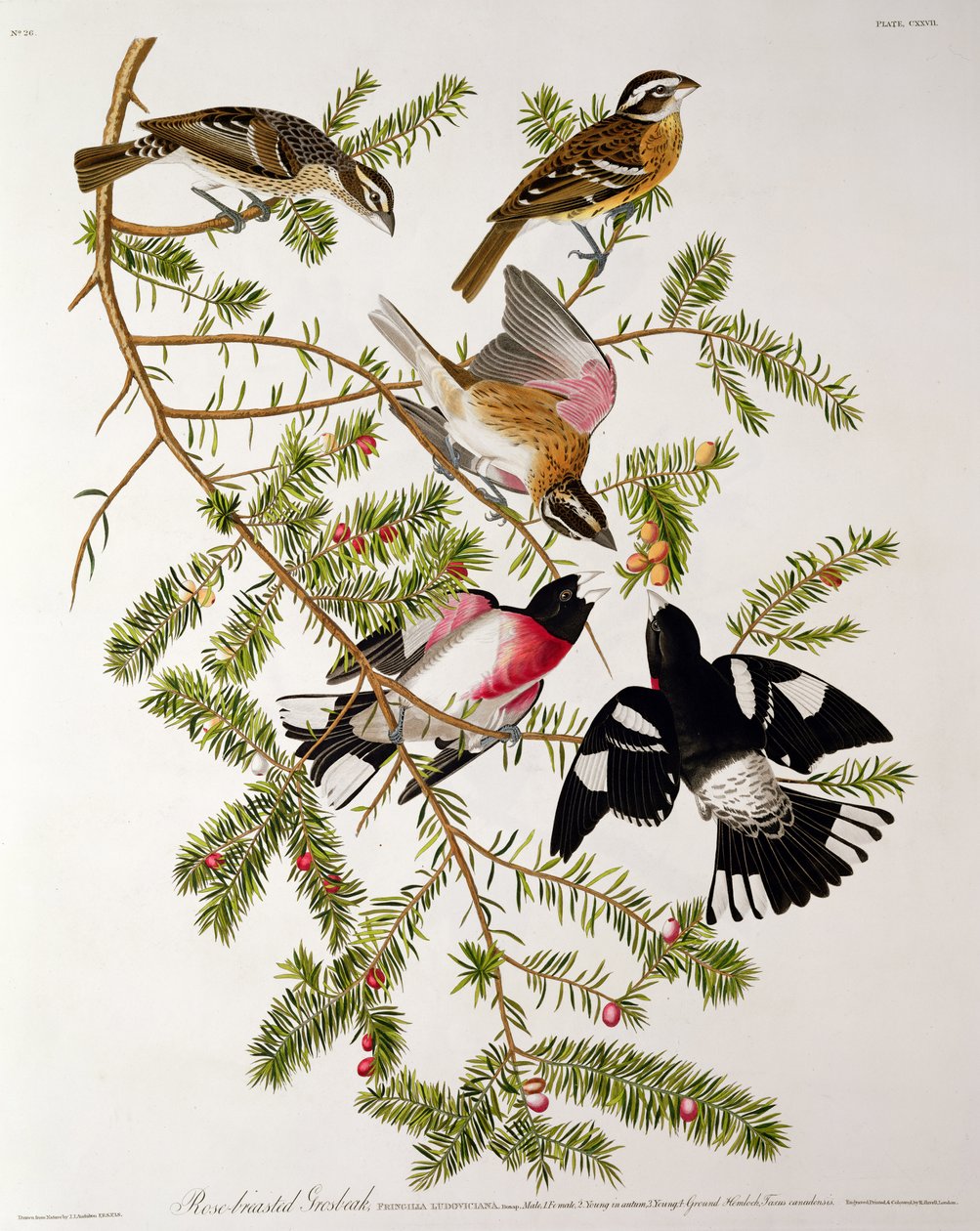 Grosbeak Rose-breasted, de &39;Birds of America&39;, gravado por Robert Havell (1793-1878) de John James Audubon