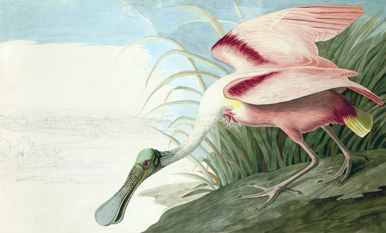 Spoonbill róseo, Platalea Ajaja, de "os pássaros da América" por John J. Audubon, bar. 1827-38 de John James Audubon