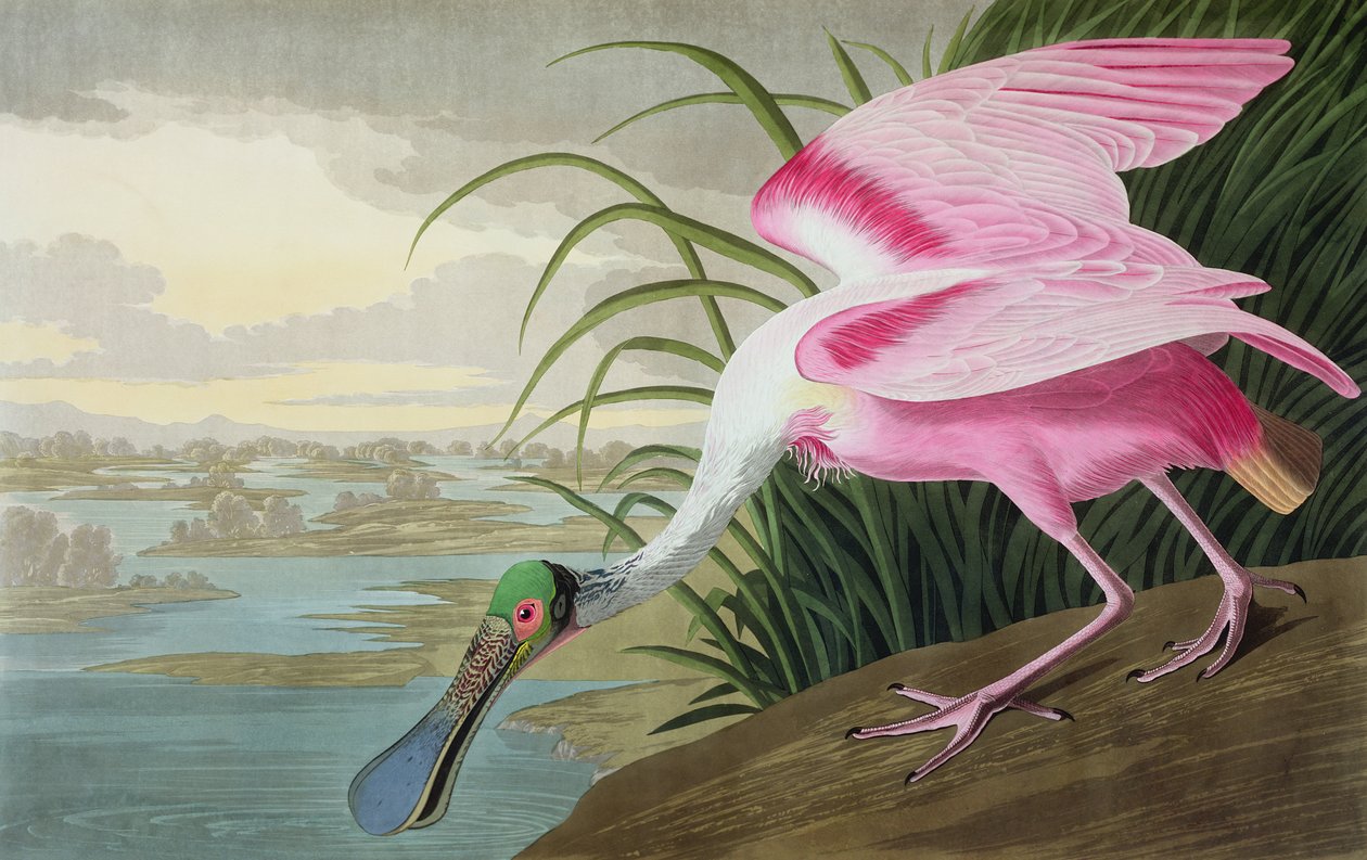 Colhereiro-americano, Platalea leucorodia, de "Os pássaros da América", 1836 de John James Audubon