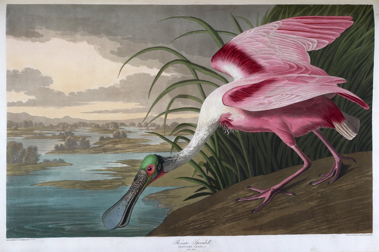 Colhereiro rosado. Macho adulto de John James Audubon