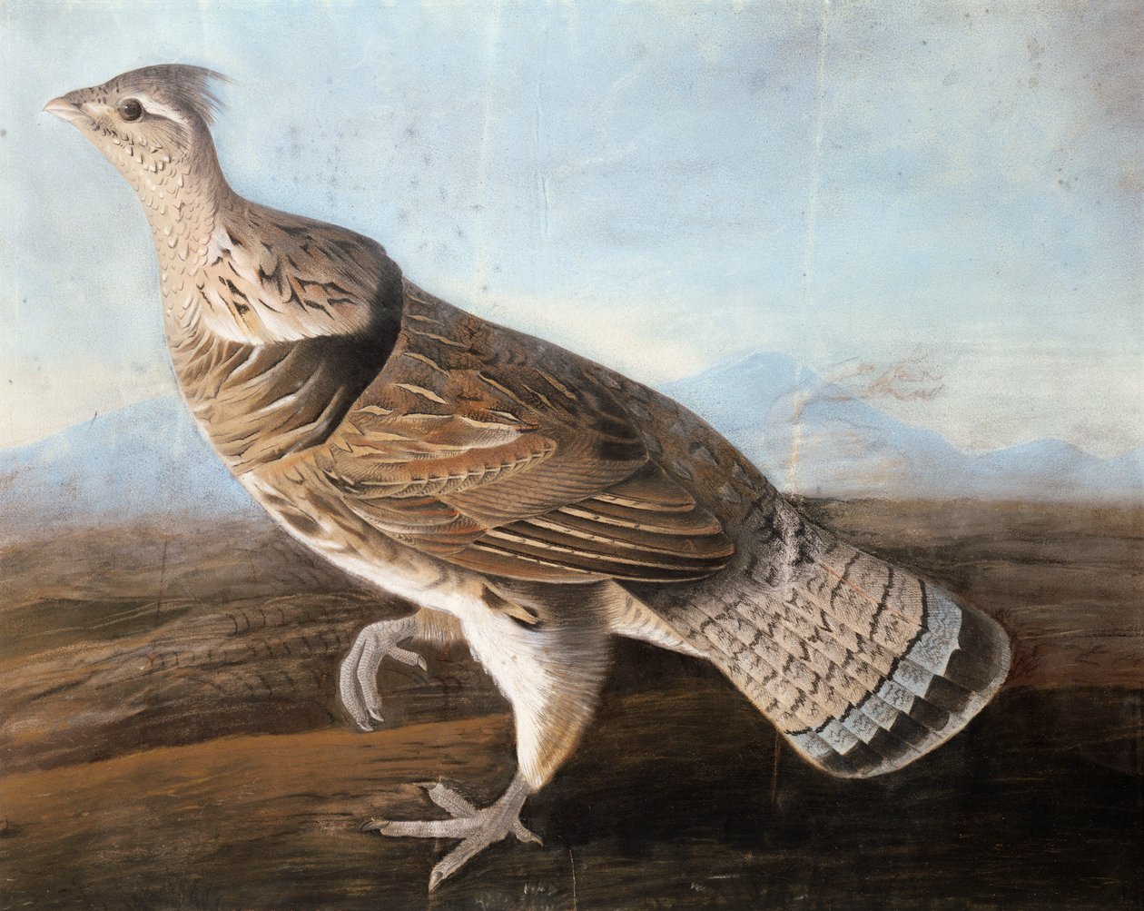Ganso Ruffed, c.1812 (pastel sobre papel) de John James Audubon