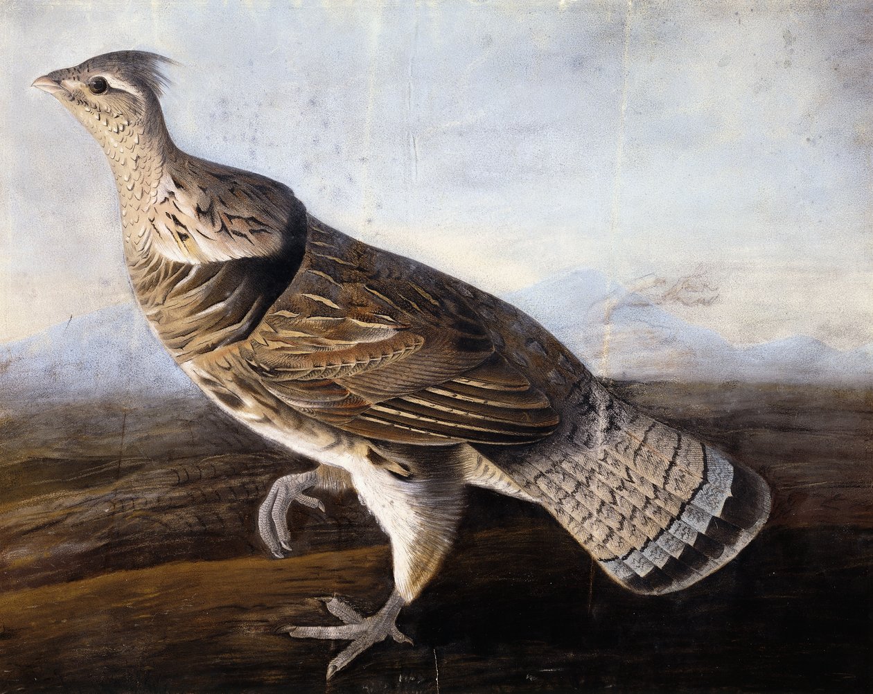 Ruffed Grouse, de John James Audubon