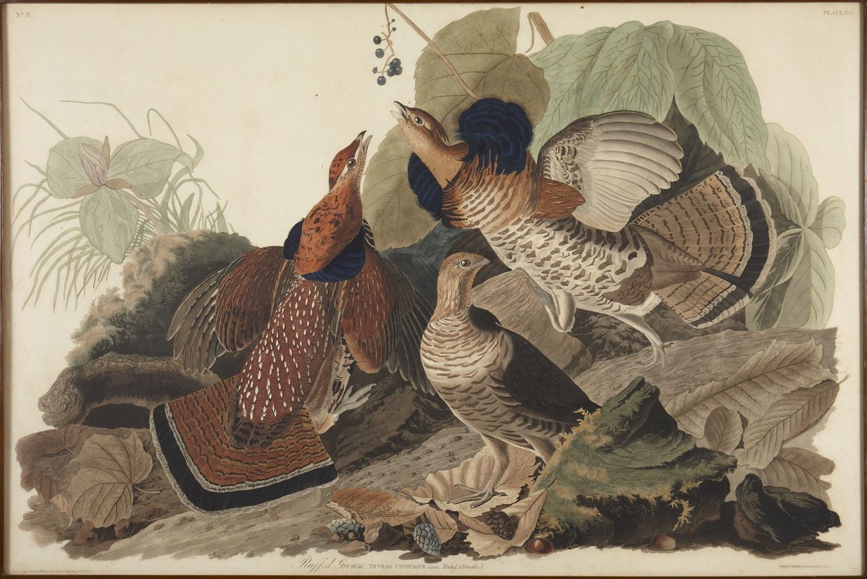 Tetraz-rufo de John James Audubon