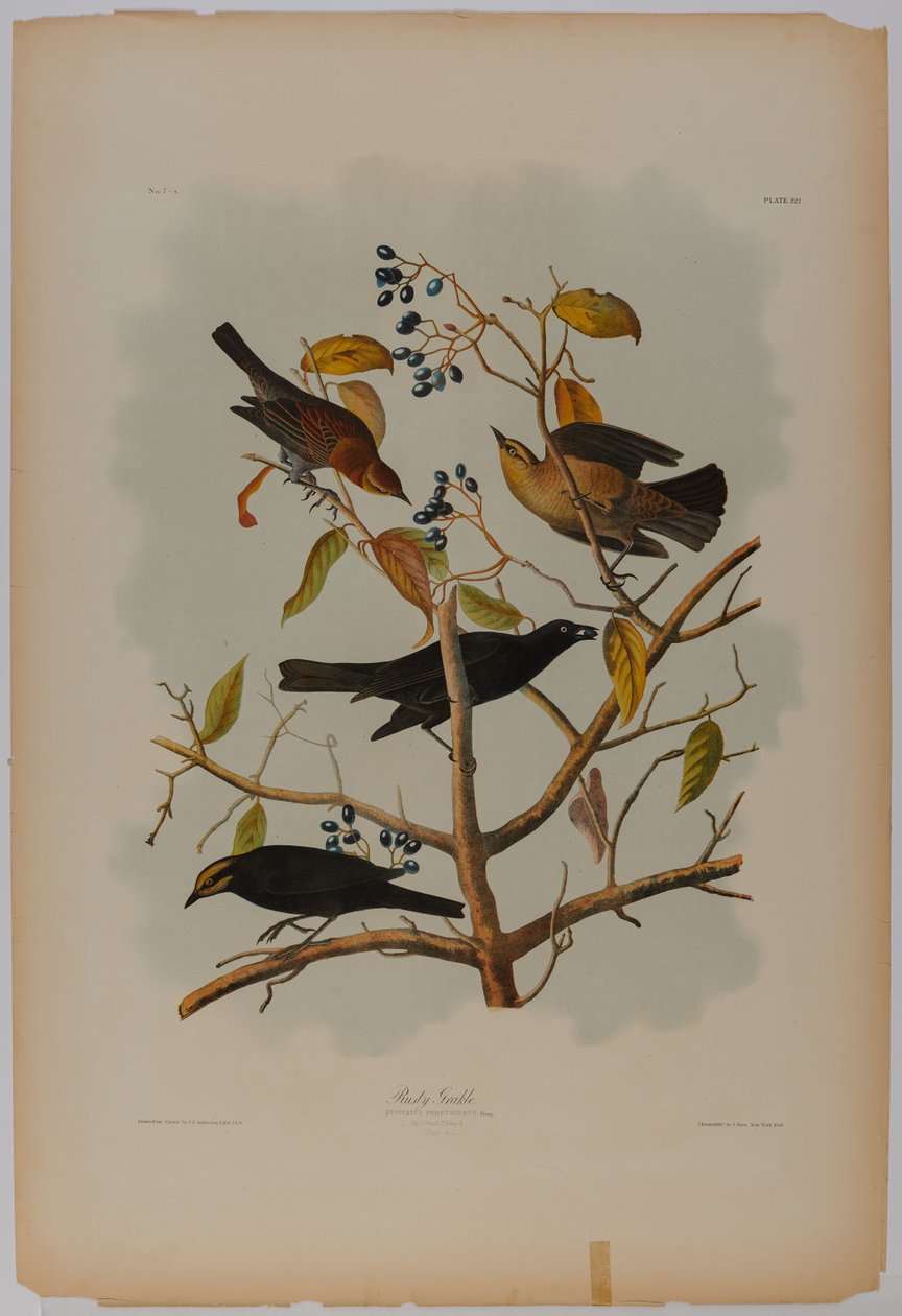Rola-ferrugenta de John James Audubon