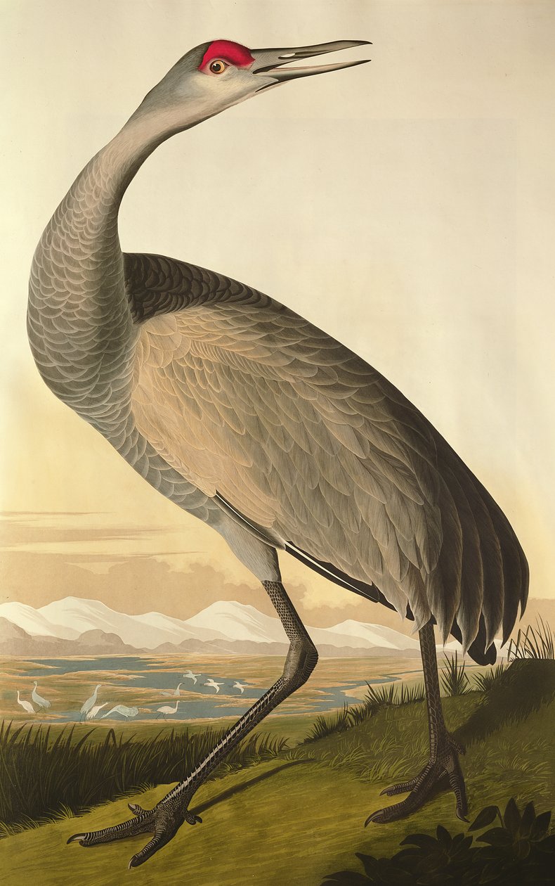 Sandhill Crane, de &39;Birds of America&39;, gravado por Robert Havell (1793-1878) 1835 de John James Audubon