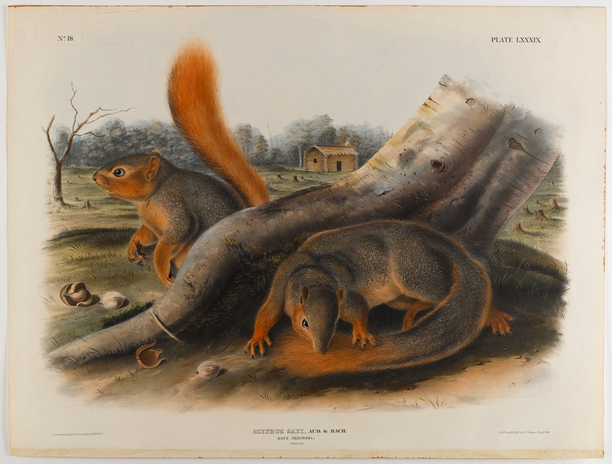 Diz o esquilo de John James Audubon