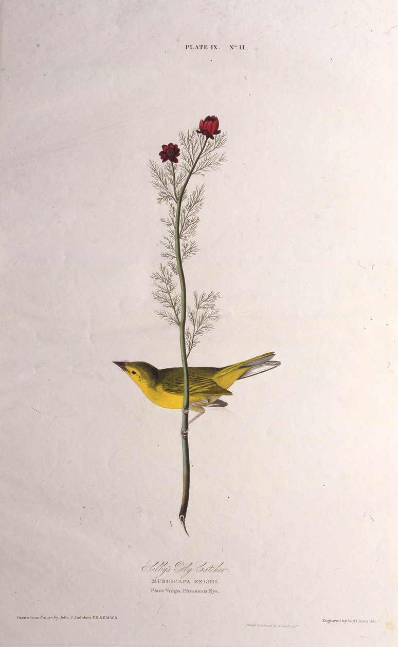 Selbys Fly Catcher. Dos pássaros da América, 1827-1838. de John James Audubon