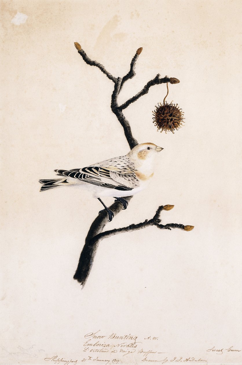 Estamenha de neve, 1809 de John James Audubon
