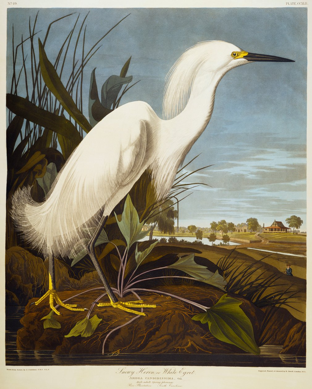 Garça-real nevado ou garça branca - garça-branca-branca de John James Audubon