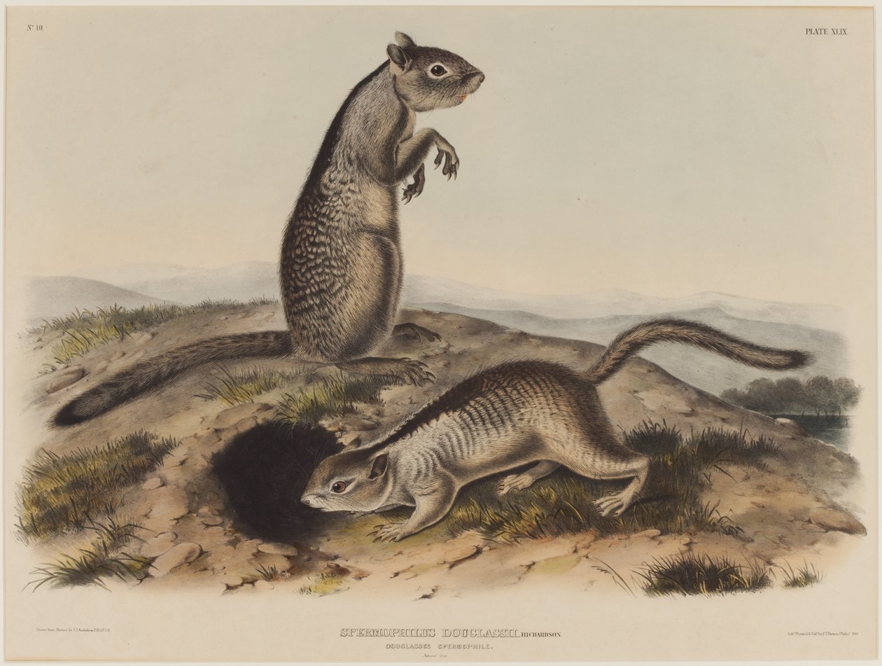 Spermophilus Douglassii (dois esquilos Douglas) de John James Audubon