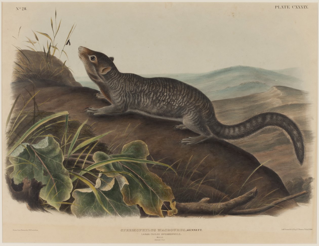 Spermophilus Macrourus (esquilo de cauda grande) de John James Audubon