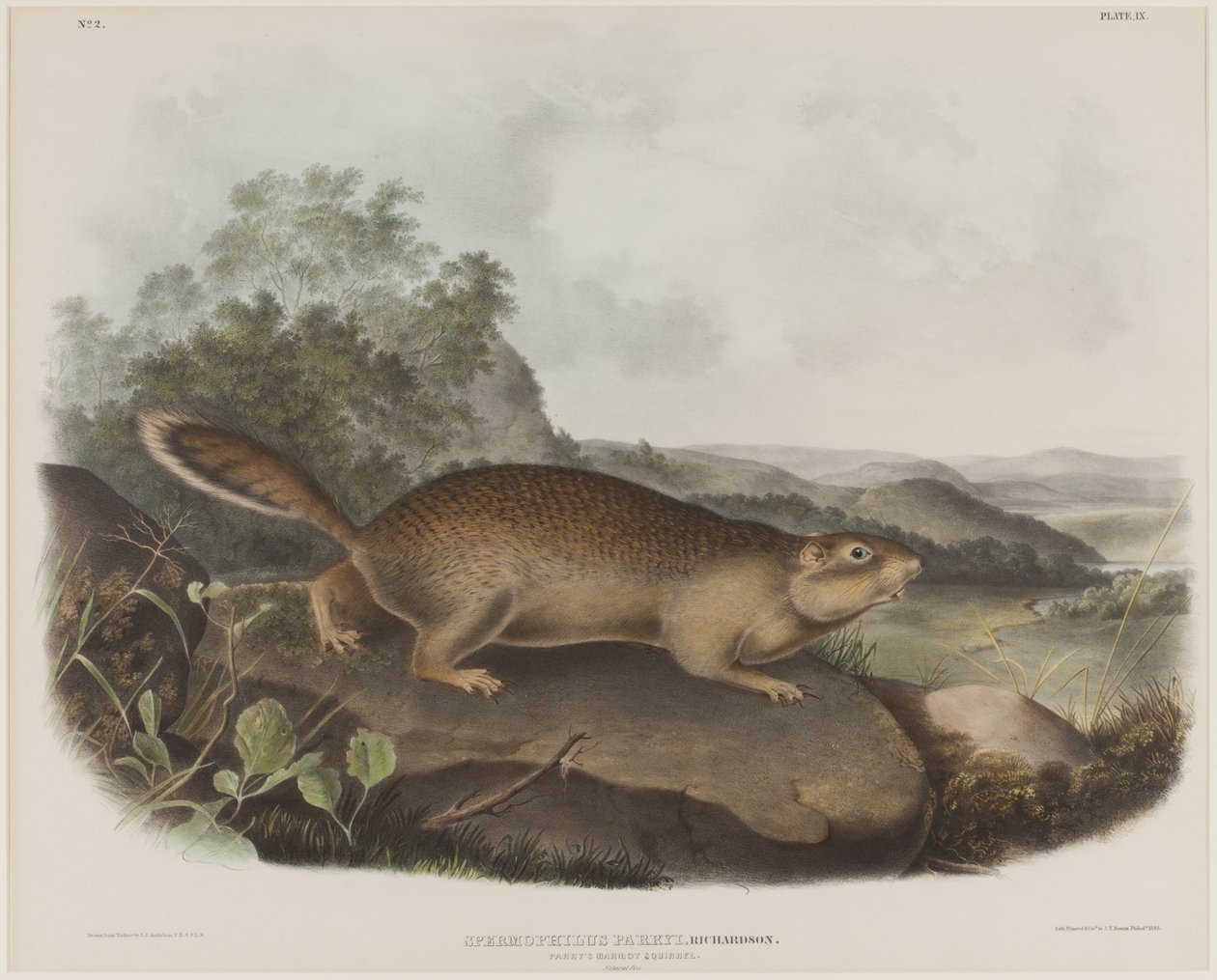 Spermophilus Parry (esquilo da marmota de Parry) de John James Audubon