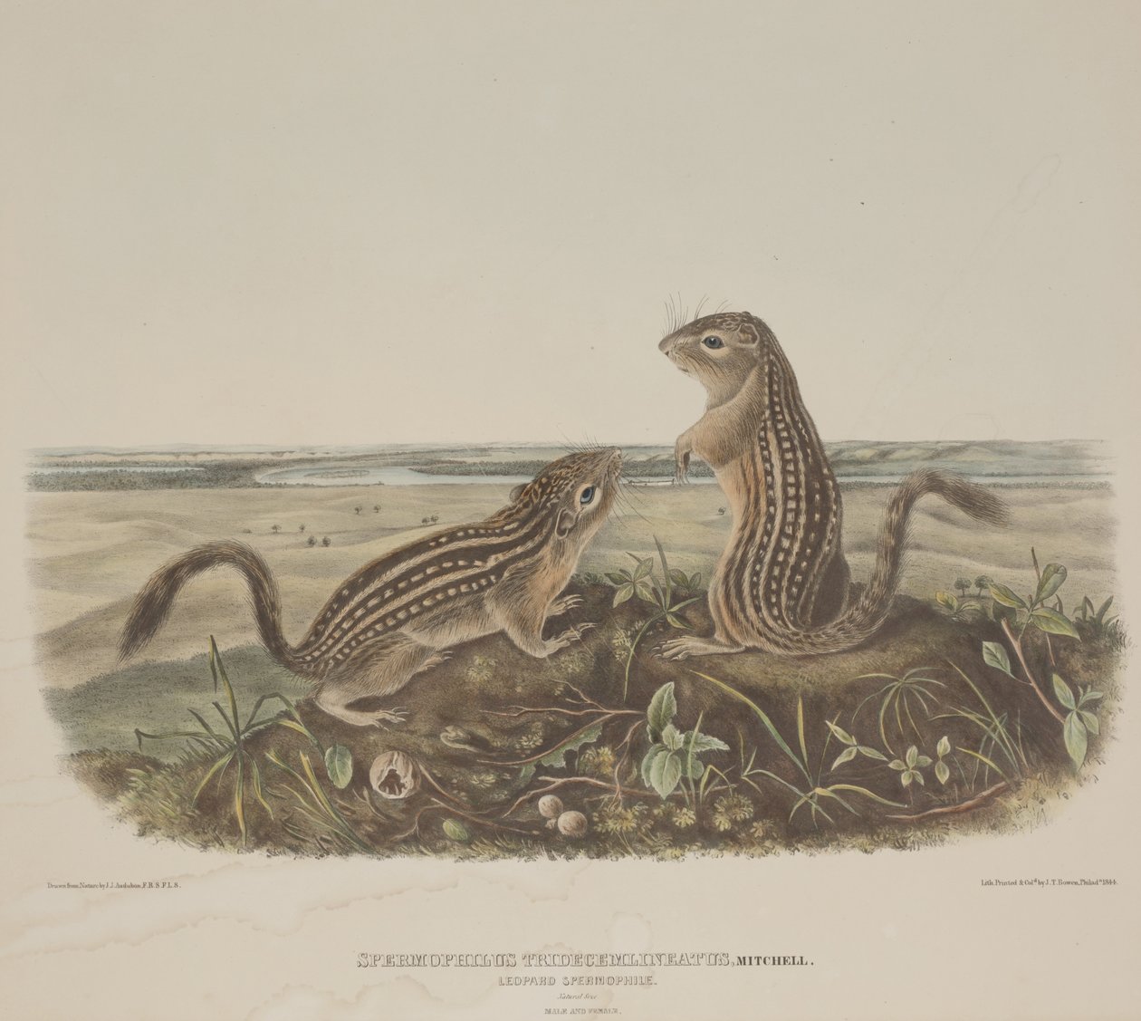 Spermophilus Tridecemlineatus (dois esquilos leopardo) de John James Audubon