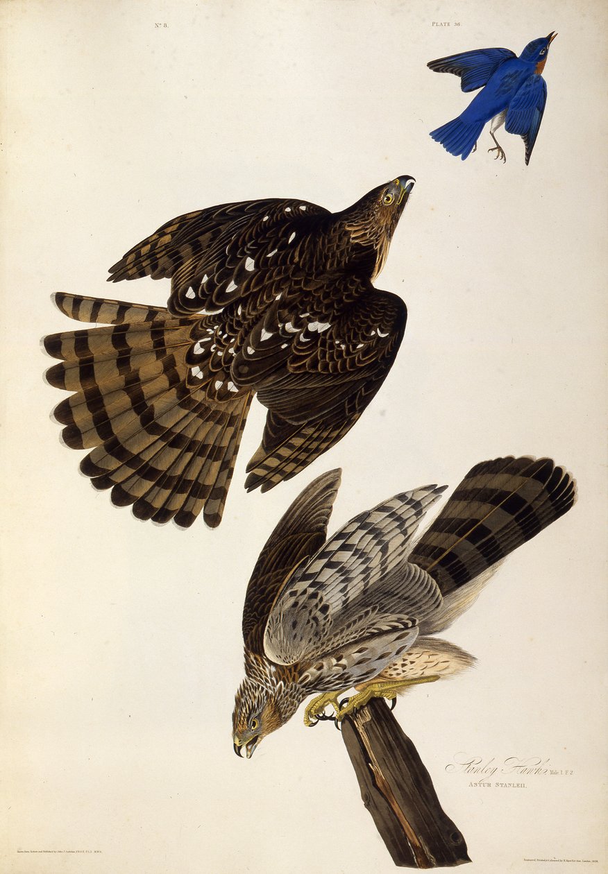 Stanley Hawks. Dos pássaros da América, 1827-1838. de John James Audubon